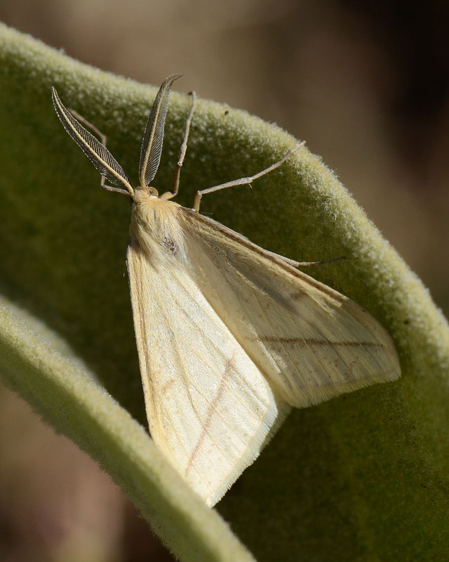 Geometridae Aspitates (Aspitates) gilvaria